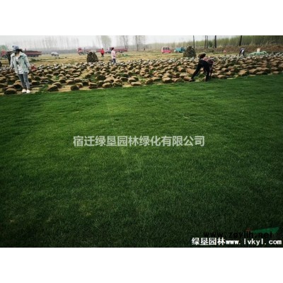 草坪 草皮 百慕大草坪 結縷草草坪基地