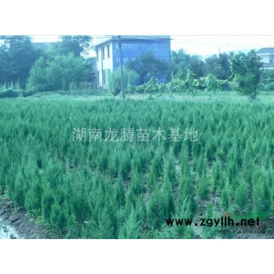 湖南供應各種規格的杜英 杜英小苗