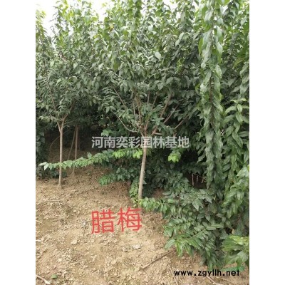 河南檜柏種植基地,檜柏行情價格,檜柏苗圃直供