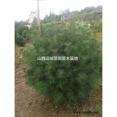 山西山楂樹緊急出售規(guī)格5公分6公分7公分山楂樹出售山西山楂樹
