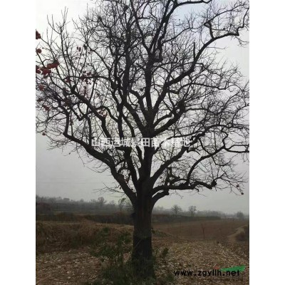 50公分白皮松價·50公分白皮松圖片·50公分白皮松山西報價