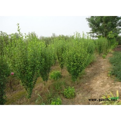 2一45公分法桐基地/法桐價格/法桐圖片/法桐產地/行情