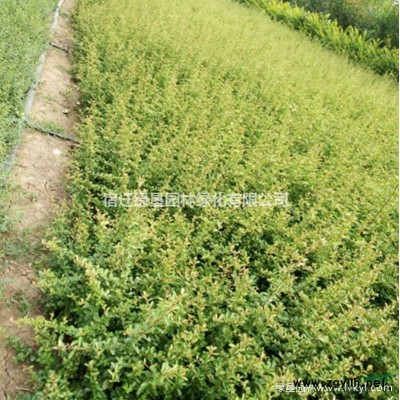 垂柳價格_垂柳圖片_垂柳產地_垂柳綠化苗木苗圃基地