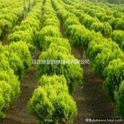 紅葉石楠球80冠幅、1米冠幅、1.2米冠幅、1.5米冠幅大量