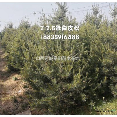 50公分白皮松苗·50公分白皮松價格價格·供應50公分白皮松