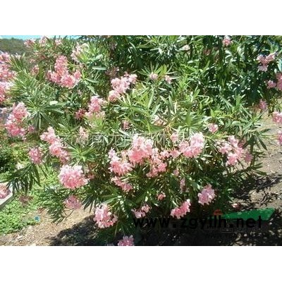 湖南金桂供應 杜英、桂花、紅楓、白玉蘭、羅漢松