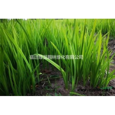 結縷草草坪價格_結縷草草坪產地_中華結縷草草坪草皮苗圃基地