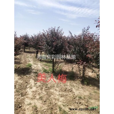 河南紅葉李 河南紅葉李基地1-8公分