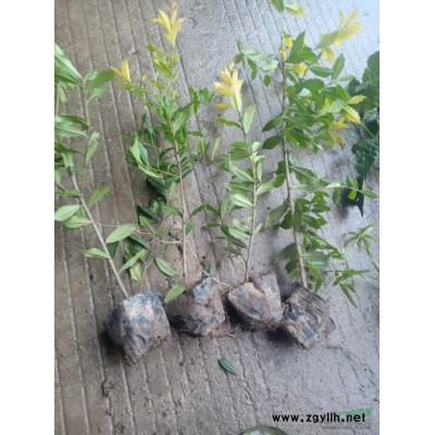 浙江大葉黃楊毛球介紹/特征/用途