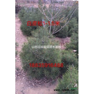 大蘋果樹15公分量大·15公分蘋果樹·15公分全冠蘋果樹價(jià)格