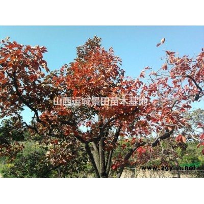 胸徑8公分蘋果樹價(jià)格·蘋果樹價(jià)格·8公分蘋果樹山西*新價(jià)格