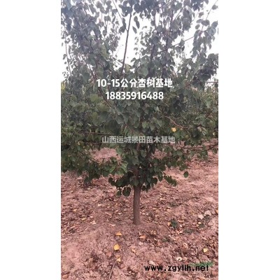 50公分白皮松單價格·60公分白皮松圖片70公分白皮松詳情供