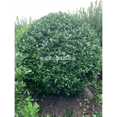 浙江茶梅大杯介紹/特征/用途