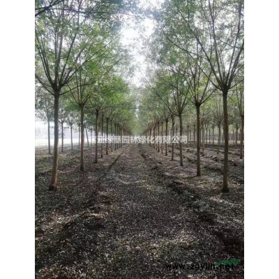 蔥蘭價(jià)格_蔥蘭圖片_蔥蘭產(chǎn)地_蔥蘭綠化苗木苗圃基地