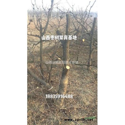 米徑8公分蘋果樹價(jià)格_米徑8-10公分蘋果樹_供應(yīng)山西蘋果樹