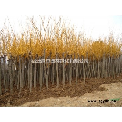 江蘇雞爪槭 江蘇雞爪槭系小苗 雞爪槭苗基地 雞爪槭供應