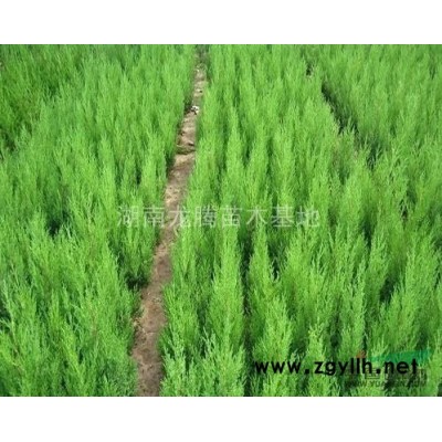 造型羅漢松湖南專供 廣玉蘭、香樟樹、 杜英、桂花