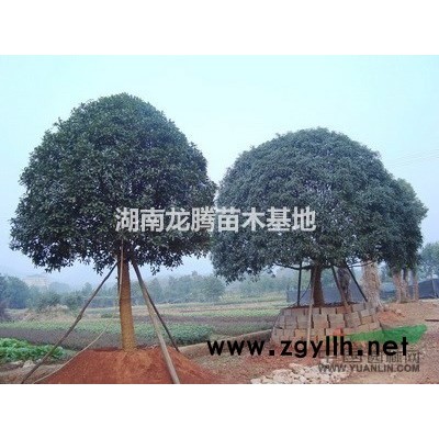 紅桎木球、杜鵑球、龍柏球、女貞球、紅葉石楠球、桂花球、海桐球