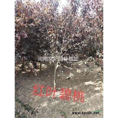 河南檜柏價(jià)格/報(bào)價(jià)
