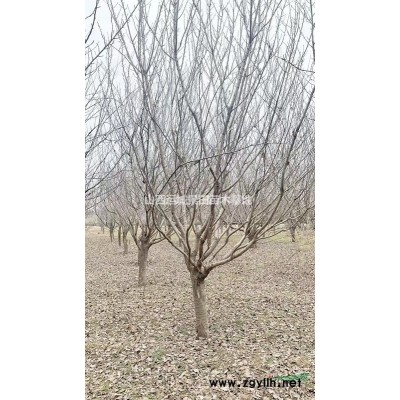 白菜價格出售白皮松·50公分60公分70公分白皮松產地詳情