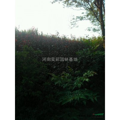 紫槿樹 叢生紫槿  獨干紫槿 量大