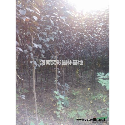 河南國槐,國槐規格*,國槐行情價格