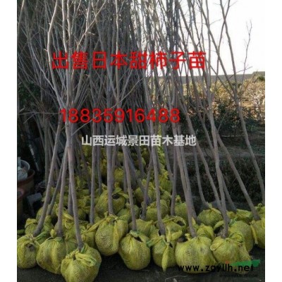 12公分山楂樹*新價格·13公分山楂樹·12公分山楂樹圖片