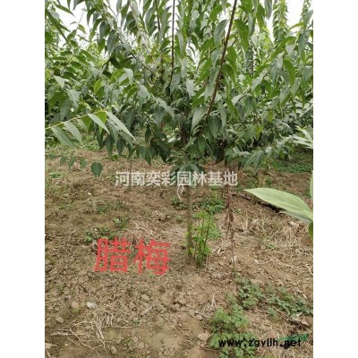 法桐/河南法桐規格*/法桐種植基地