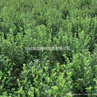 叢生紫荊價格_叢生紫荊產地_叢生紫荊綠化苗木苗圃基地