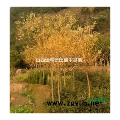8公分掛果山楂樹圖片·掛果山楂樹10公分價格·掛果山楂樹詳情