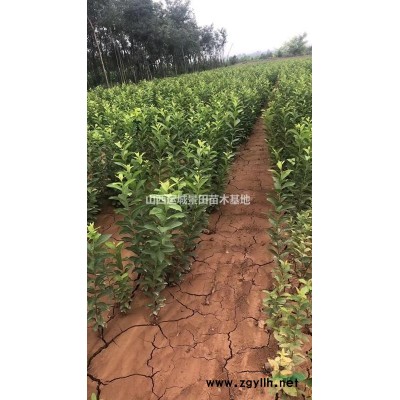 流蘇樹苗多少錢一棵？什么地方有流蘇樹？山西流蘇樹基地