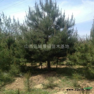 *紅葉李*新價格3公分5公分7公分8公分紅葉李*新價格信息