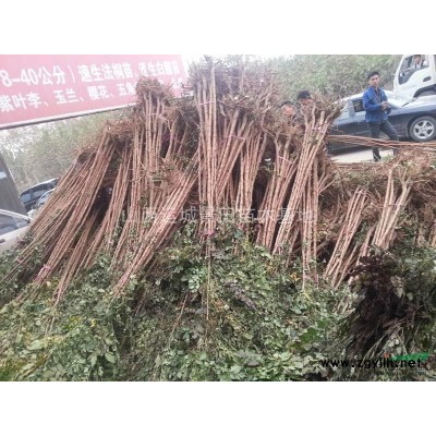 現(xiàn)在3公分紅葉李價格·3-6公分紅葉李現(xiàn)在價格占地紅葉李圖片