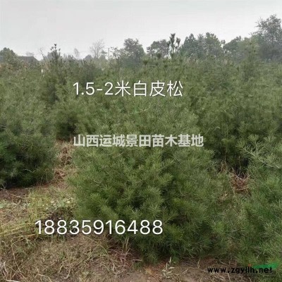 白皮松*新價格·100公分120公分150公分占地白皮松圖片