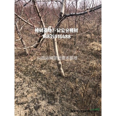 供應山楂樹，大規格山楂樹地徑20公分山楂樹25公分山楂樹