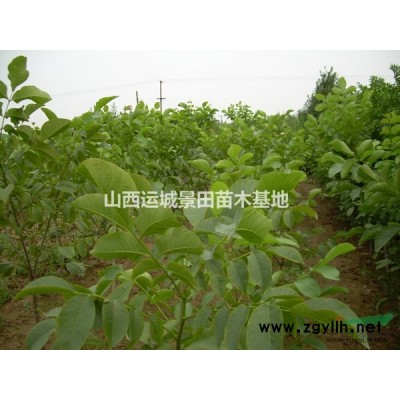 供應流蘇，流蘇樹，8公分流蘇樹價格10公分流蘇樹價格