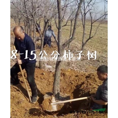 地徑3公分紅葉李=米徑3公分紫葉李價格·雙3公分紅葉李圖片