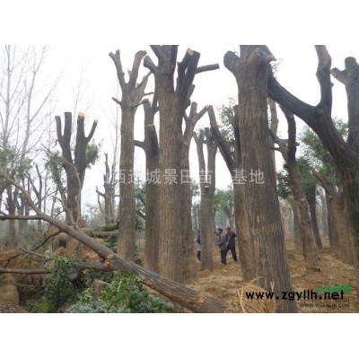大規格占地山楂樹；15-20-25-30公分原生大規格山楂樹價格