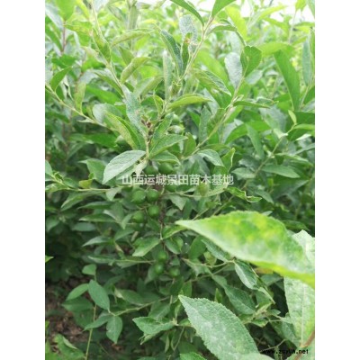 花椒樹基地，叢生花椒樹，綠籬墻花椒樹，無刺花椒樹供應