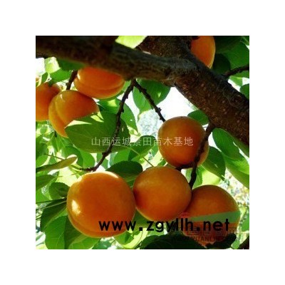 50公分大國槐圖片·60公分國槐價格·50公分國槐產地詳情