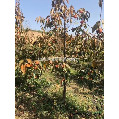 供應(yīng)紅葉李3公分價格_5公分紅葉李價格_山西3公分紅葉李詳情