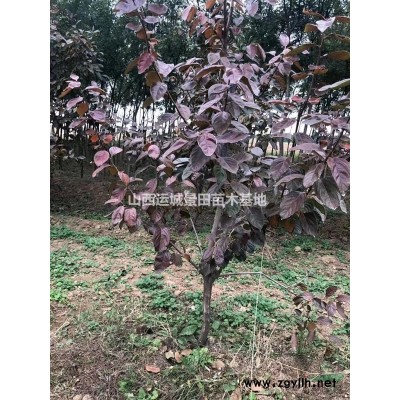 柿子樹占地15公分15公分柿子樹價格·占地15公分柿子樹圖片