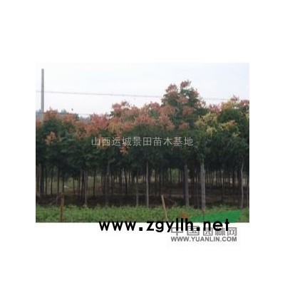 地徑15公分=米徑15公分柿子樹圖片·30公分柿子樹價格產(chǎn)地