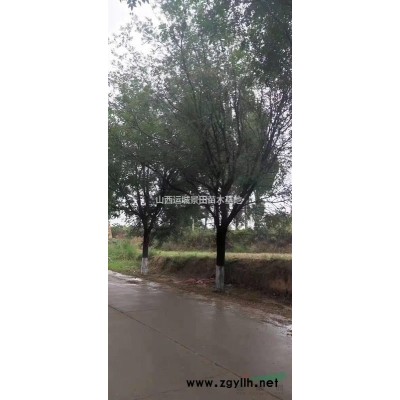 10公分流蘇=12公分流蘇樹價格=13公分流蘇樹基地價格