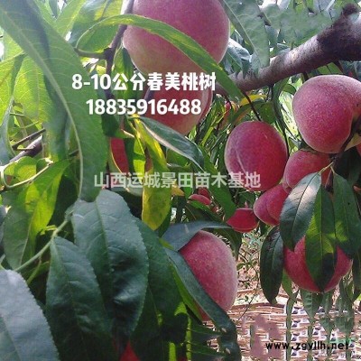 直徑30公分=米徑30公分國槐·30公分國槐價格40公分國槐