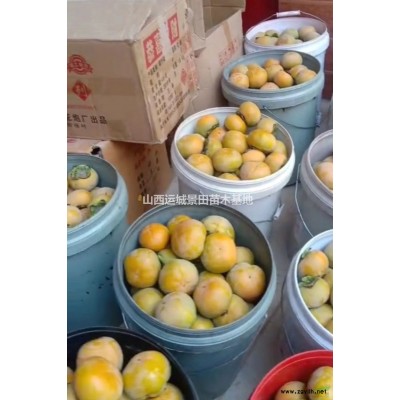 8公分山楂樹80公分山楂樹小苗價格·8公分山楂樹產(chǎn)地圖片詳情