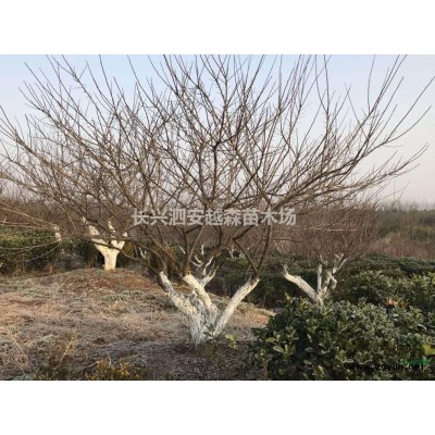 浙江長興供應(yīng)18-30公分精品香樟
