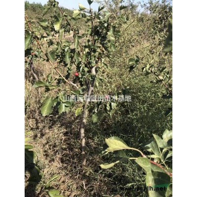 25公分山楂樹+30公分山楂樹=山西地區山楂樹基地價格