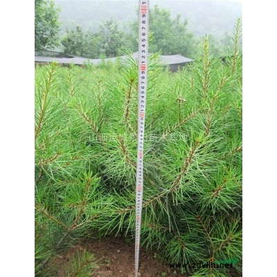 石榴樹價格多少錢一棵？石榴樹哪里的價格便宜，石榴樹基地