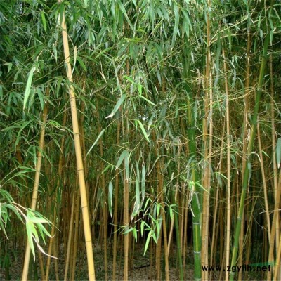 苦草，苦草苗，別名 蓼萍草，扁草，水生植物，苦草基地